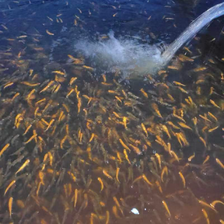 虹鱒魚、三文魚、金鱒魚苗批發(fā)零售 淡水養(yǎng)殖的黃金選擇